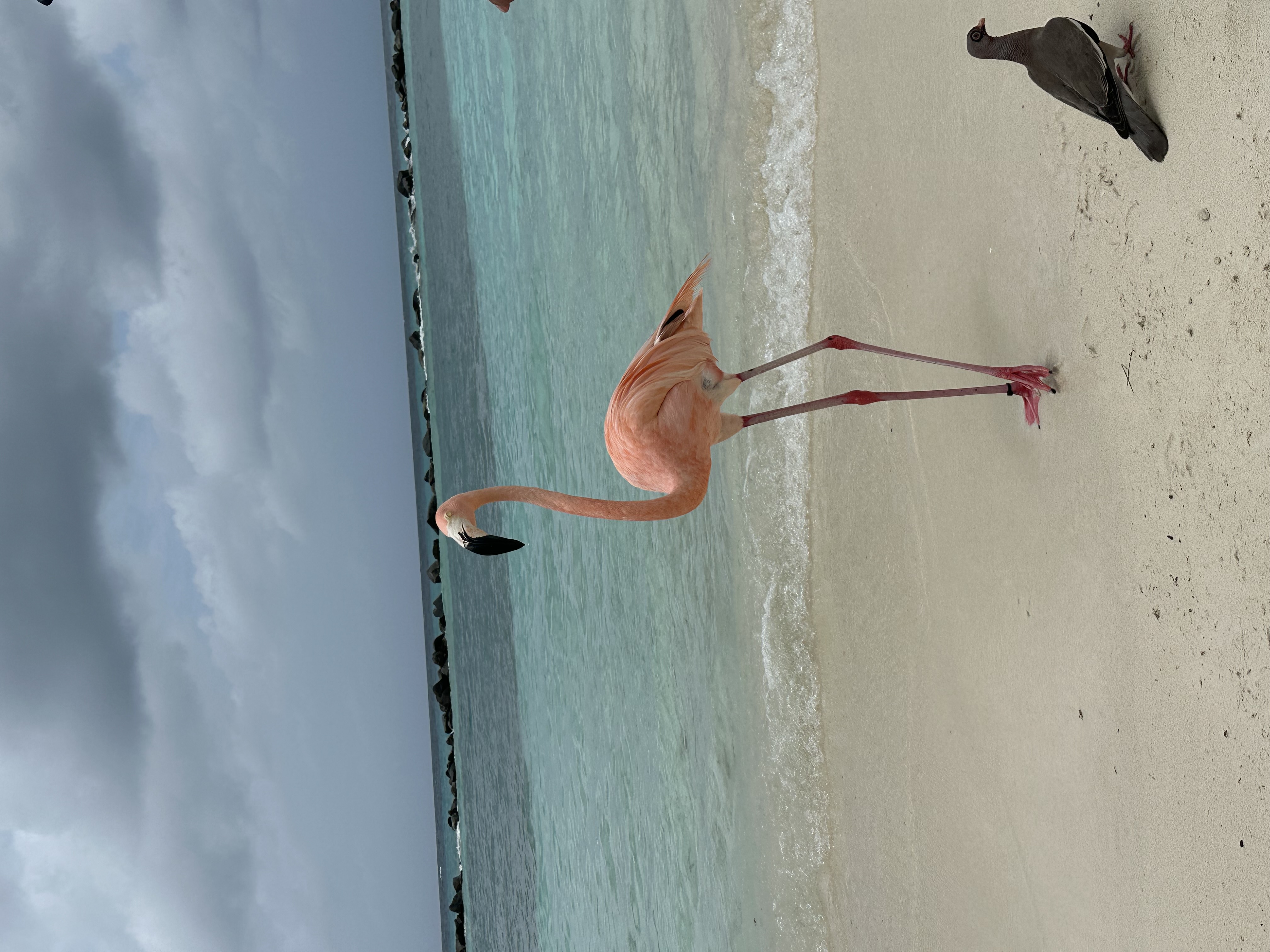 Pink flamingo on Flamingo Beach, Aruba